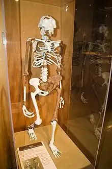 Lucy skeleton reconstruction at the Cleveland Museum of Natural History