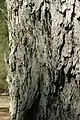 Bark on trunk