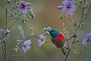 sunbird with green upperparts, red chest, and greyish-white underparts