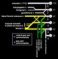 Schematic diagram of the lumbar plexus