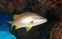 Schoolmaster snapper (Lutjanus apodus)