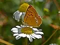 Lycaena virgaureae, female - lateral view