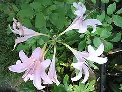 Lycoris squamigera, a species with short stamens