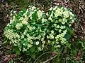 Primroses in the Glen.