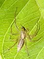 Lynx spider, Kolkata, West Bengal, India.