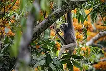 Black gibbon