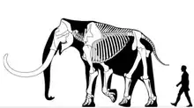 Skeleton of a Columbian mammoth (Mammuthus columbi) bull around  3.7 metres (12 ft) tall