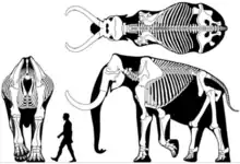 Skeleton of a steppe mammoth (Mammuthus trogontherii) around  3.9 metres (13 ft) tall in front-on (without head) side-on and top-down views