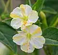 Mirabilis jalapa cultivar