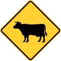 W11-4Cattle