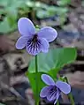 Marsh violet