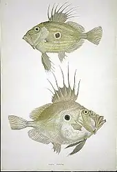 The John Dory is so thin it can hardly be seen from the front. The large eyespot on the side of its body confuses its prey.