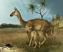 Macrauchenia was the last and largest litoptern, an order of extinct South American native ungulates.