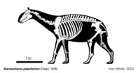 Skeletal reconstruction of Macrauchenia patachonica