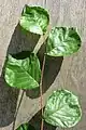 Leaves of juvenile tree