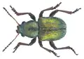 Macrocoma rubripes, a setaceous species