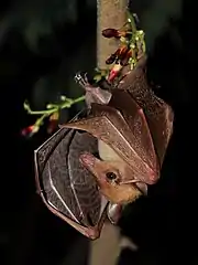 A small, yellowish brown bat clings upside down to a branch with one foot. Its wings are slightly spread and it has a narrow snout.