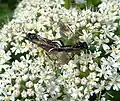 Macrophya sawflies (Symphyta) mating on hogweed