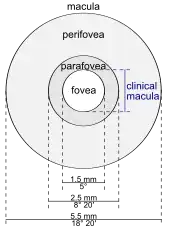 Schematic diagram of the macula lutea of the retina, showing perifovea, parafovea, fovea, and clinical macula