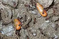 Pupae in ant nest