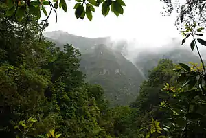  Large trees with grass between them in mist