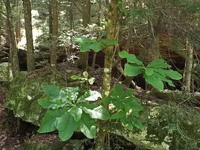 Naturalized tree