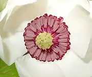 Flower detail