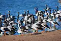 Magpie goose colony at Serendip Sanctuary