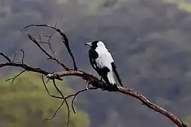 Male G. t. tyrannicashowing prominent white back