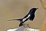 Oriental Magpie-robin (Copsychus saularis)