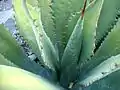 Maguey