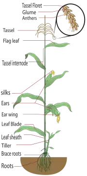 Parts of a maize plant