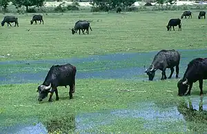 Buffalos at the lake