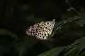 Malabar tree nymph, Udupi, India