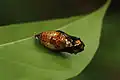 Malabar tree nymph pupa, Udupi