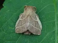 Lackey moth, Malacosoma neustrium