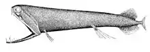 The stoplight loosejaw has a lower jaw one-quarter as long as its body. The jaw has no floor and is attached only by a hinge and a modified tongue bone. Large fang-like teeth in the front are followed by many small barbed teeth.