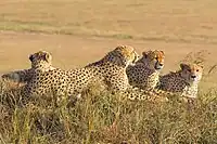 A group of male cheetahs