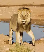 A male lion at a waterhole