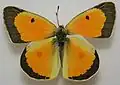 Colias eurytheme, male