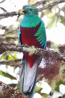 Male standing on a branch