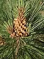 Pollen cones (male cones)