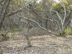 A large pile of bare earth stands amidst pale tree trunks, bleached grass and fallen sticks.