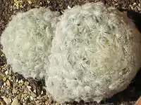 Mammillaria plumosa