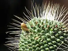 detail of cactus with fruit