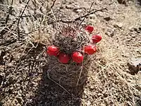 Mammillaria tetrancistra