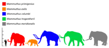 Colored silhouette of a mammoth, relative in size to a human and past and present elephants