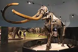 Columbian mammoth