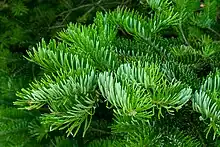 Foliage - characteristic for fir: flat needle leaves with two whitish stripes on the bottom