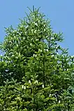 Young developing cones in early July. In contrast to spruce, even large fir cones are raised.